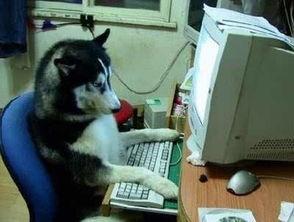 韩国哈士奇爆料事件视频,哈士奇爆料视频引发网友热议,真相究竟如何? 第3张 韩国哈士奇爆料事件视频,哈士奇爆料视频引发网友热议,真相究竟如何? 第3张